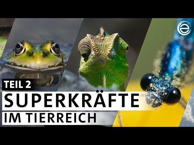 Wer hat die besten Augen im Tierreich? – Tiere und ihre Superkräfte (2/5) | Erlebnis Erde