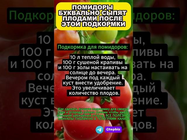 ПОМИДОРЫ БУКВАЛЬНО СЫПЯТ ПЛОДАМИ ПОСЛЕ ЭТОЙ ПОДКОРМКИ