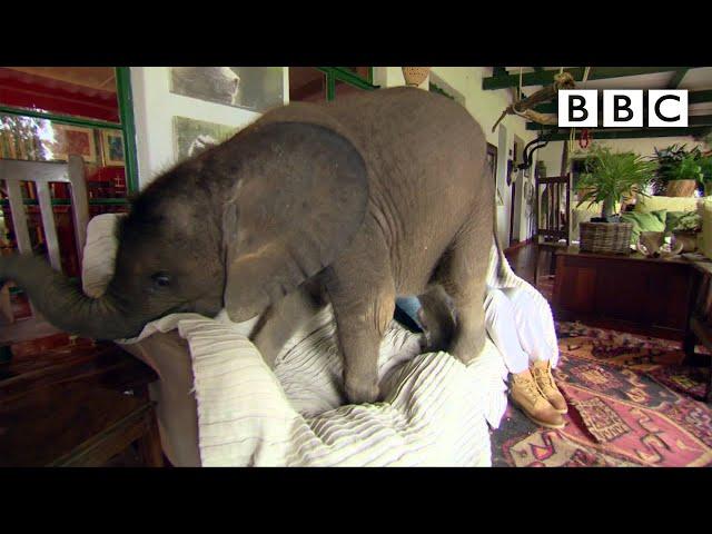 Baby elephant causes havoc at home - BBC