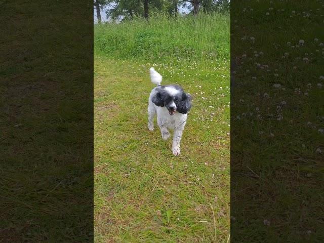 #собака #пудель #арлекин #ялюблюсобак #прогулка #прогулкапопарку