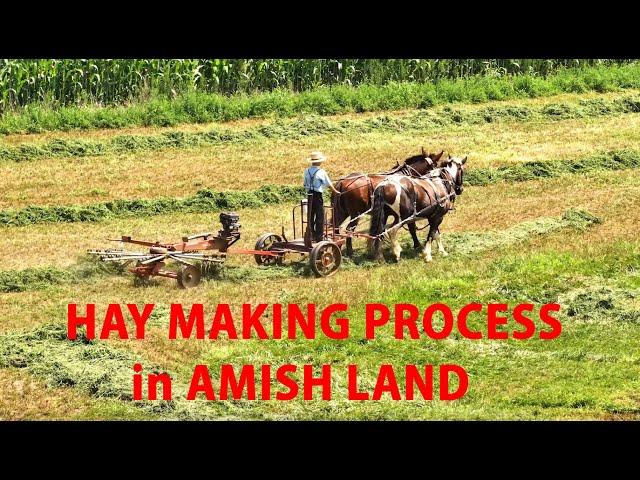 AMISH LAND Hay Making with HORSES in Late SUMMER Lancaster County, PA Cutting, Raking and Baling