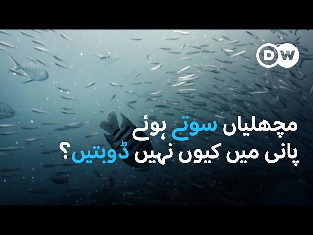 مچھلیاں پانی میں کیوں نہیں ڈوبتیں؟ | DW Urdu |