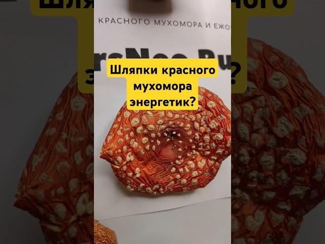 Шляпки красного мухомора энергетик? #мухоморный #ежовик