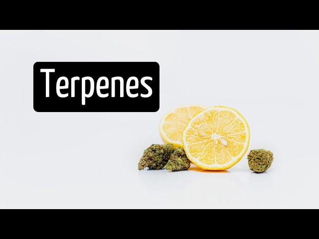 What Do Terpenes Do? Stop and Smell the Terpenes | Discover Marijuana