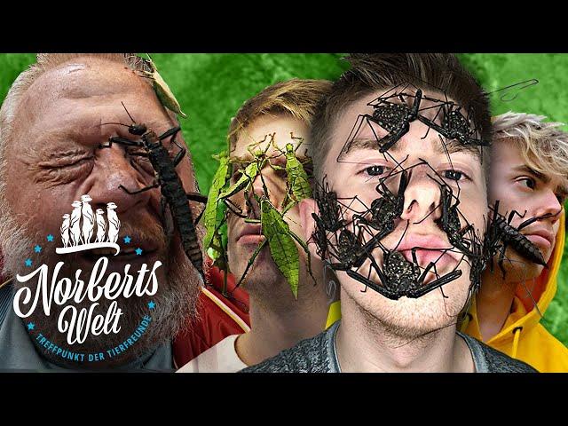 DAS traust DU dich NIE! - RIESENINSEKTEN ins GESICHT setzen! | INSECTHAUS_ADI in NORBERTS WELT