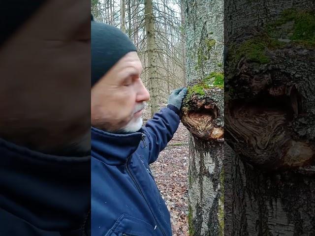 Уникальный природный целитель, доказанный медициной #здоровье #долголетие #чага