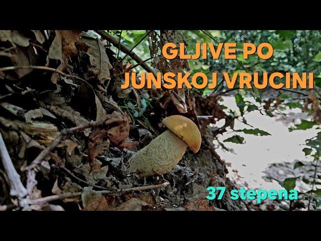 GLJIVE PO JUNSKOJ VRUCINI-37 step. 10 JUN 2024