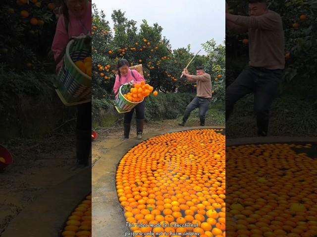 Orange  Fruit Harvesting from Farm & Rural Farmer Activites #farming  #orange #shorts