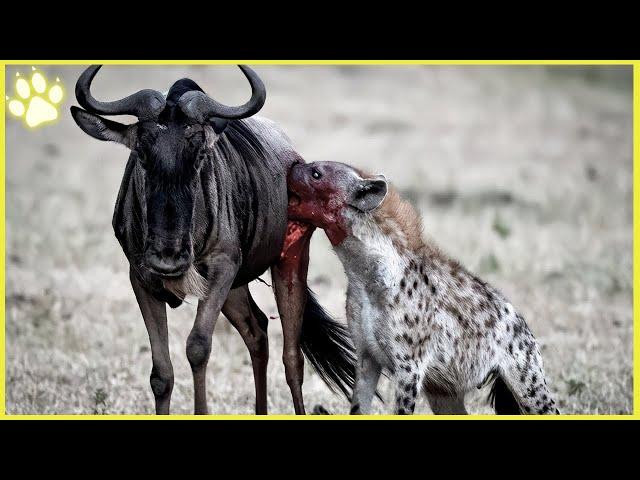 Nasty And Ruthless Moments When Hyenas Eat Their Prey Alive