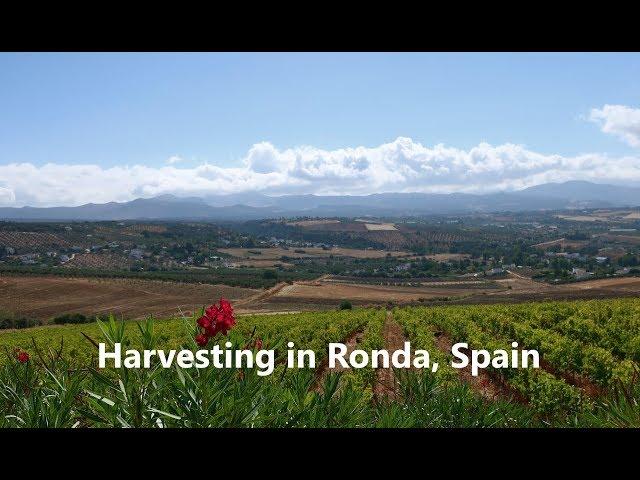 RONDA, SPAIN: HARVESTING WINE GRAPES