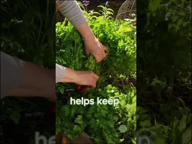 Harvest Your Parsley!  #herbs #harvesting