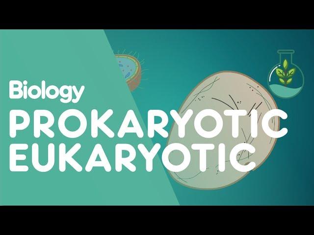 Prokaryotic vs Eukaryotic: The Differences | Cells | Biology | FuseSchool