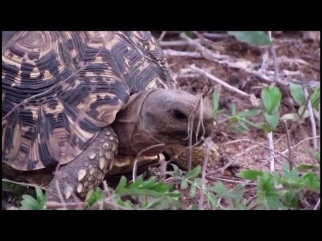 Diin | diin diin | tortoise | Somali wildlife