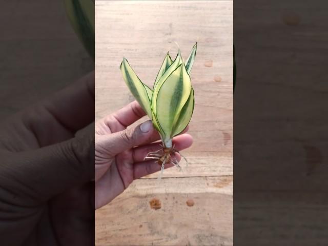 How to propagate snake plant #garden #houseplants #gardening