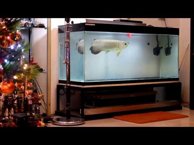 [HD]  My Green Arowana