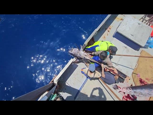 Mako shark attacks Swordfish