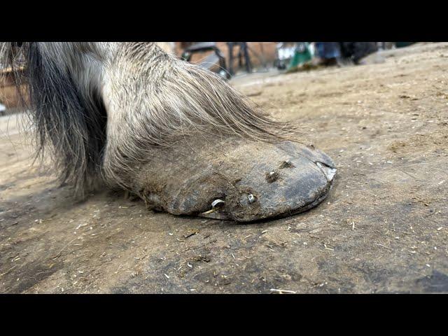 SUPER Long Draft Hooves Get CUSTOM FORGED SHOE. MUST WATCH!