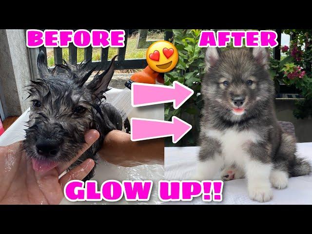 Puppies’ Transformation! | THEY TOOK A BATH! | Husky Pack TV