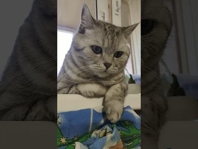 Что забыла невеста ? #смехдослез #cat #видосыоткота #юмор #прикольныекоты #прикол #смех #котики
