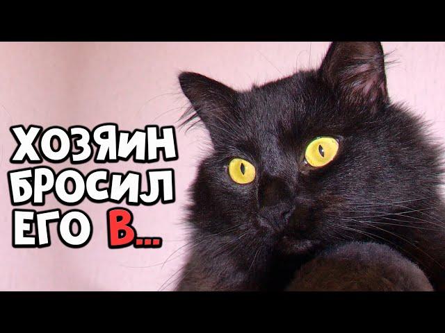 Rescue a beaten cat. Taken from the flayer (English subtitles) / SANI vlog