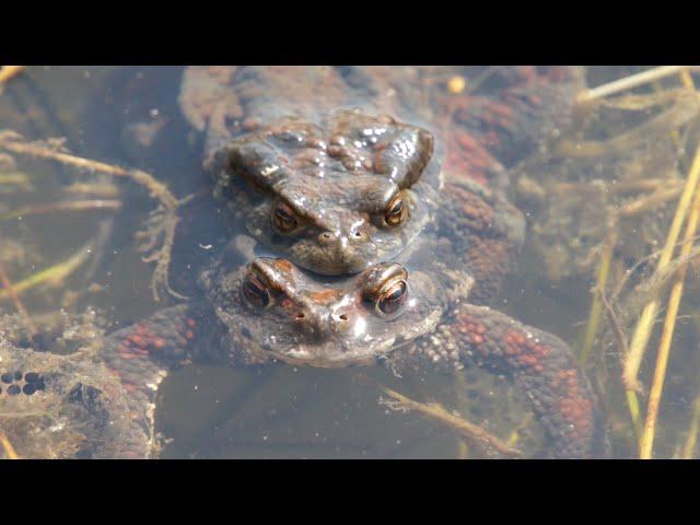 두꺼비 알, 두꺼비 울음소리 Toad eggs and toad calls
