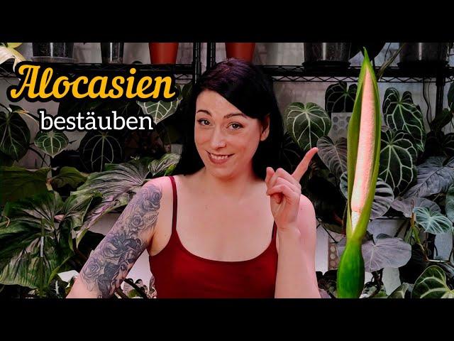 Alocasia Blüte bestäuben | ein pfeilblatt  vermehren und kreuzen