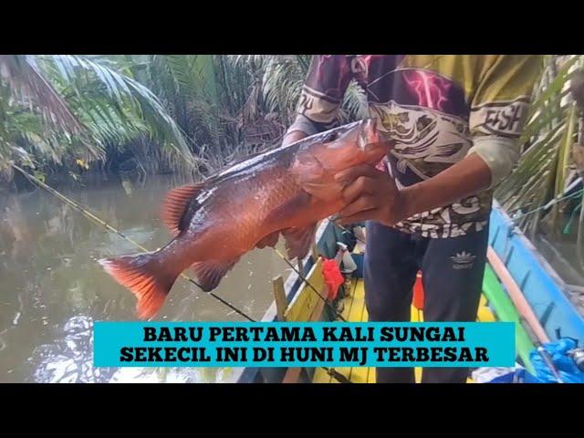 Terciduk Juga Akhirnya Ikan Menerbangkan Joran Saya Kemarin Di Sungai Ini.#mancing