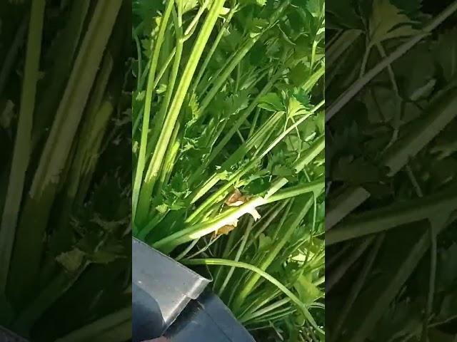 Высадка корневого сельдерея. Что я делаю чтобы вырастить большую головку корневого сельдерея
