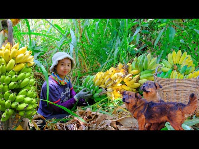 Harvesting Bananas Goes To Market Sell - Make Fried Banana Cake, Daily Life, Farm | Tieu Lien