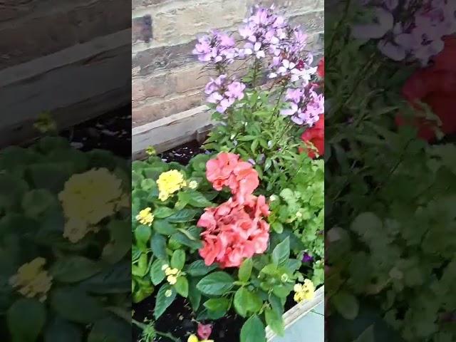 #amazing #nature #trending #flowers