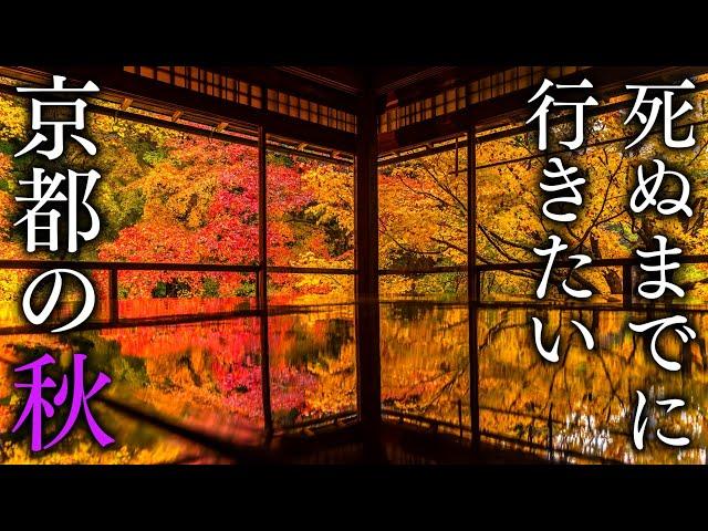 [Kyoto Sakyo Ward] 30 spectacular views of autumn leaves in Kyoto - JAPAN in 4K