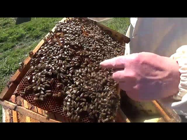 Пасека Лаврова. Холодный апрель. Шаг за шагом расширяем гнёзда.