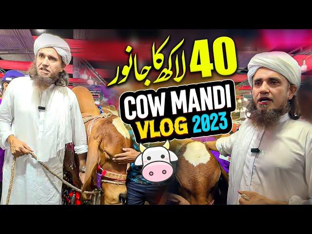 Mufti Tariq Masood Cow Mandi Vlog