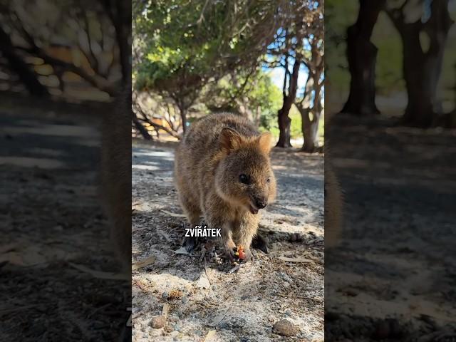 Quokka: nejroztomilejší zvíře Austrálie!