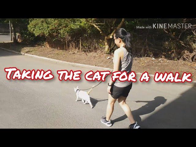 TAKING THE CAT FOR A WALK | CAT ON A LEAD | RicarikzeS