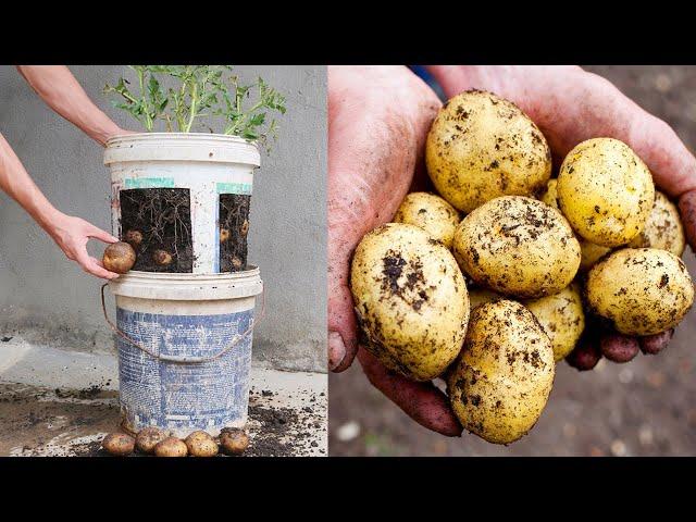 How to grow potatoes in old plastic paint buckets for beginners