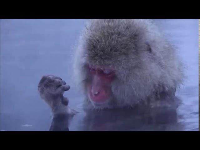 Japanese snow monkeys relaxing and meditating in hot spring