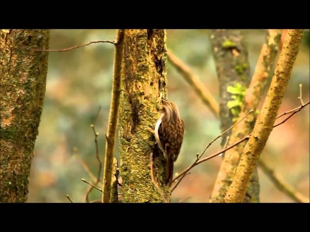 Treecreeper Behavior