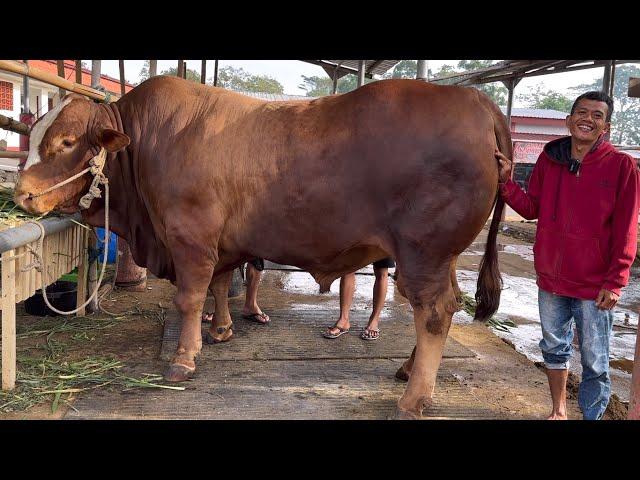 LANGSUNG LAKU 240 JUTA‼️SAPI HASIL ANAKAN SENDIRI JUARA 1 KONTES‼️