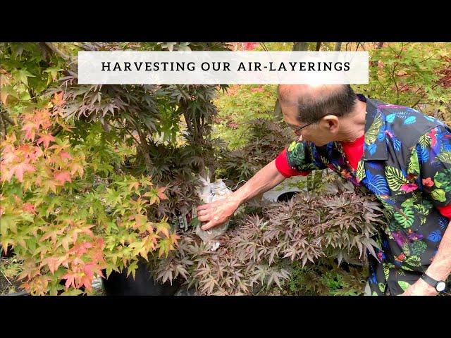 Harvesting Our Air Layerings