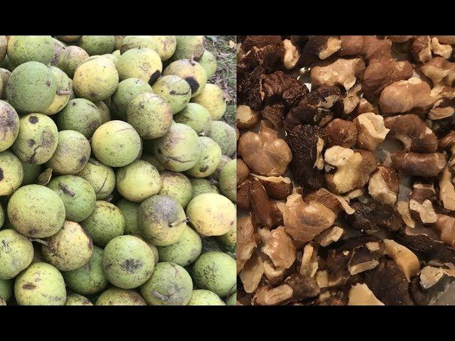 Black Walnut Harvesting:  From Start to Finish