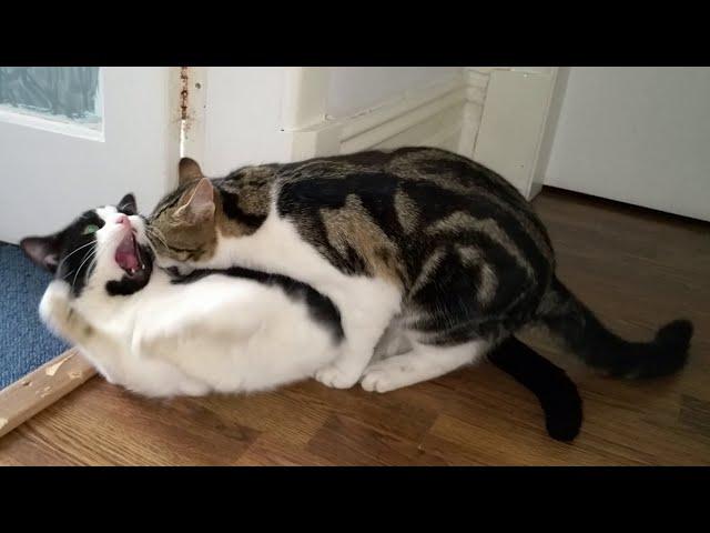 Cat Fight Compilation Video