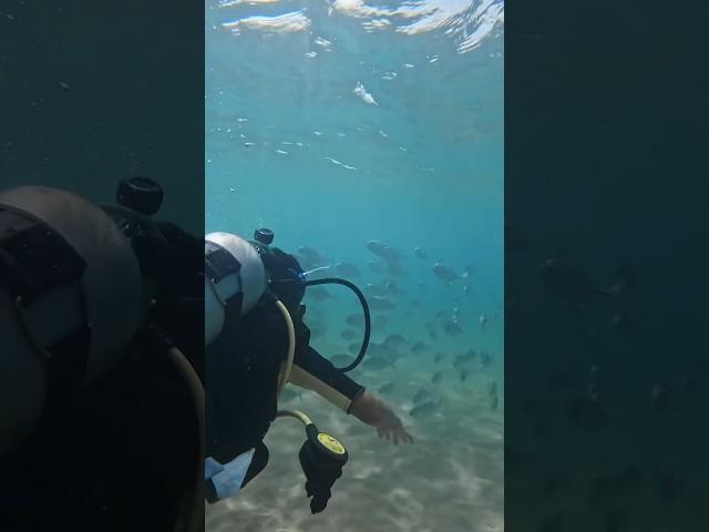 Смотреть до конца!!! #шриланка #srilanka #scuba #diving #travel #шриланка2024