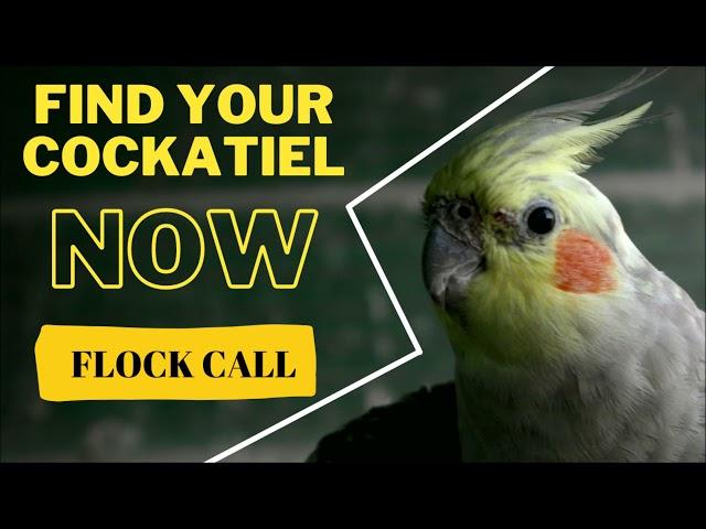 This will help you find your lost cockatiel !