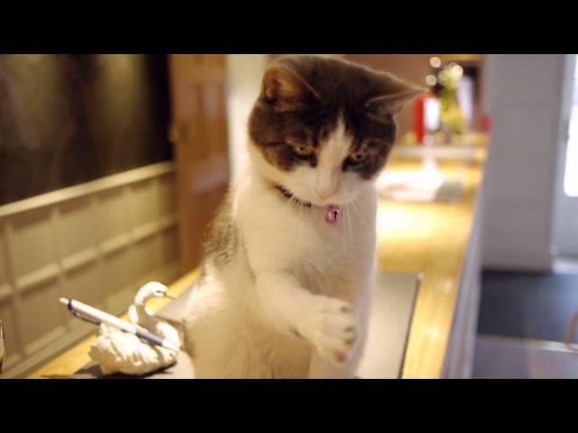 Snowball - The resident cat at the BEST WESTERN PLUS Swan Hotel, Wells