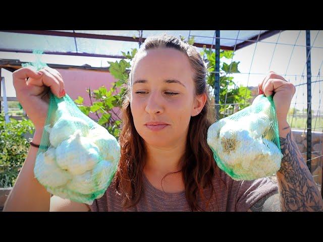 How to Plant Fall Garlic | Southern Gardening