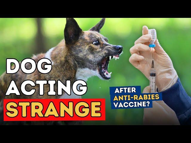 Anti-Rabies Vaccine: Does It Really Change Your Dog's Behavior?