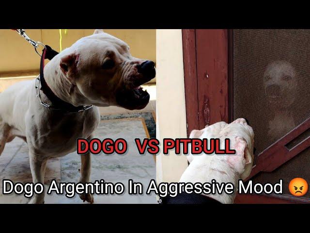 Dogo Argentino vs Pitbull ( Simmba vs Tiger ) must watch #pitbull #dogoargentino #twodiffrentbreed