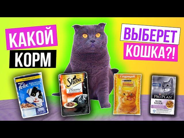 КАКОЙ КОРМ и ЛАКОМСТВА ВЫБЕРЕТ КОШКА