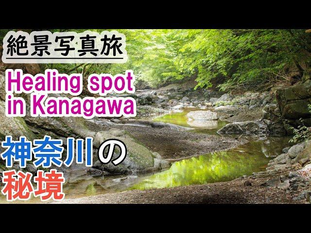 [Japan stunning view] Travel Guide of spring forest spot in Kanagawa, Japan, healing healthy. 